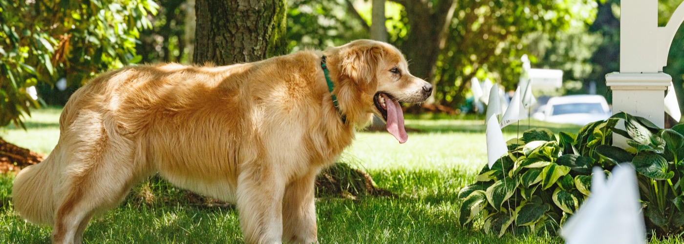 DogWatch of Northeast Wisconsin, Green Bay, Wisconsin | Outdoor Hidden Dog Fences Slider Image