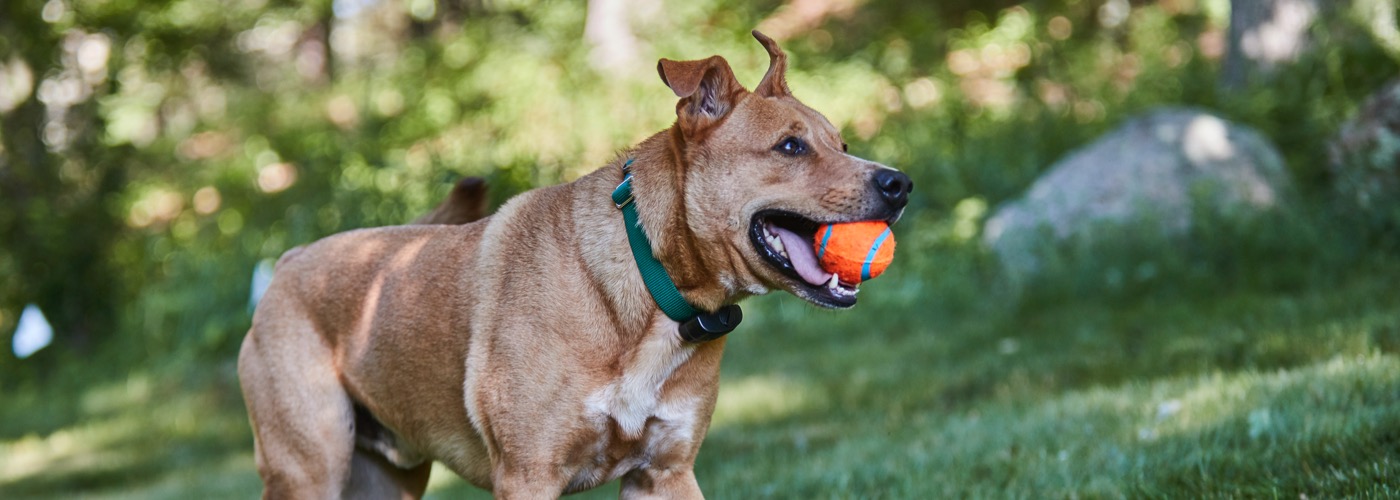 DogWatch of Northeast Wisconsin, Green Bay, Wisconsin | ProFenceX Slider Image