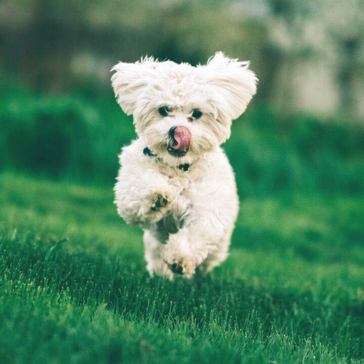 Longest Battery Life